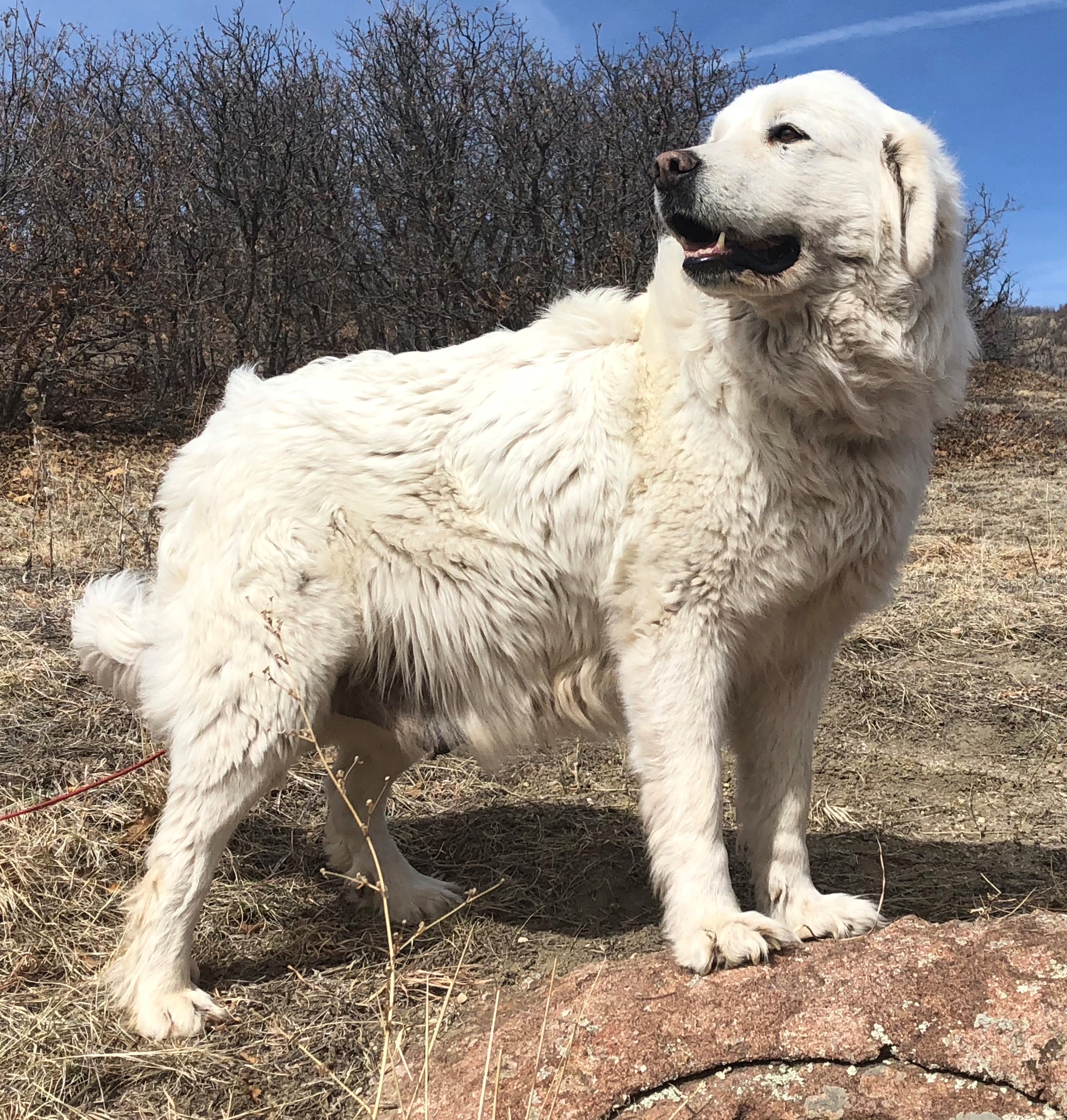 Colorado Mountain Dogs...