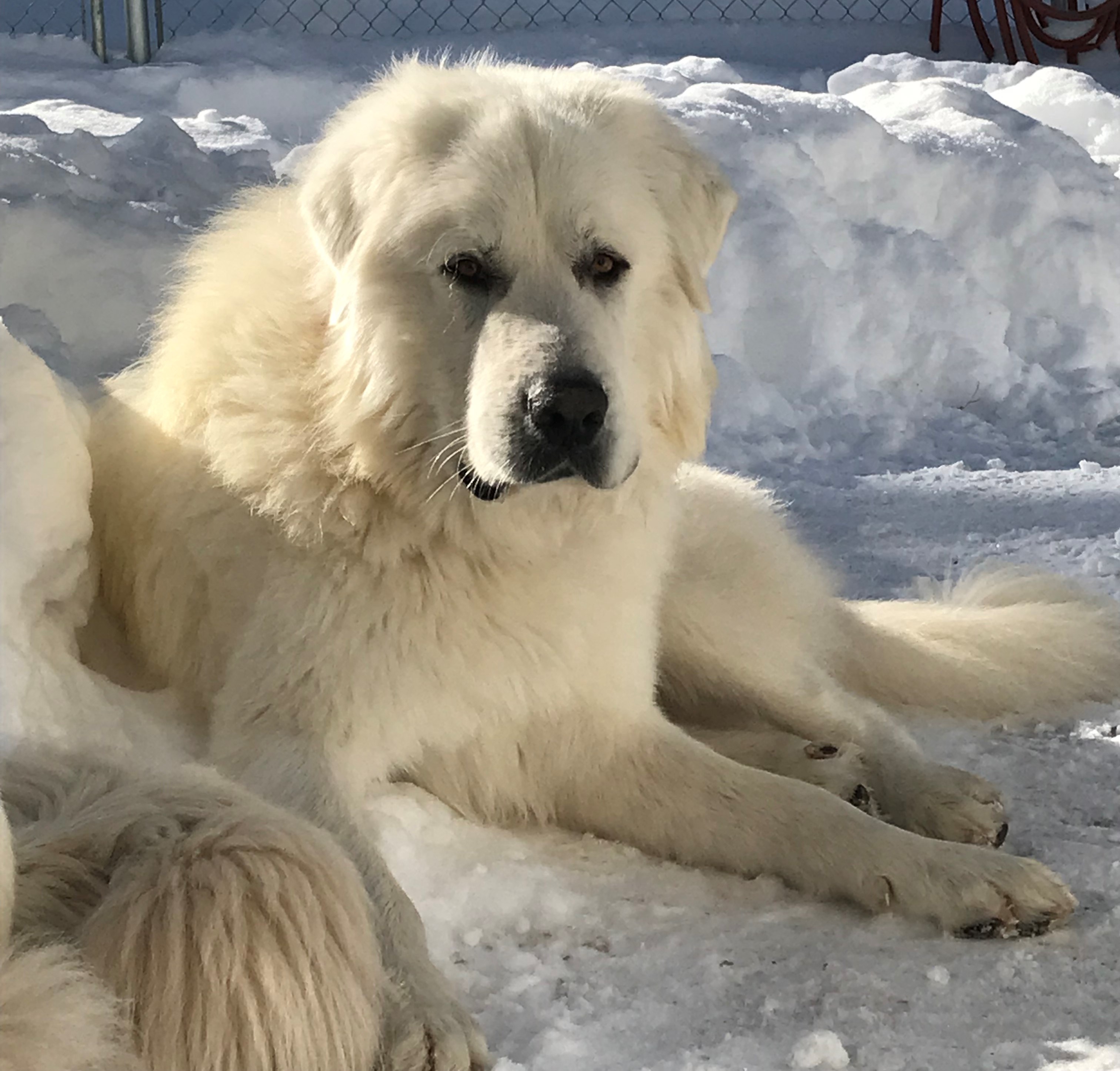 Colorado Mountain Dogs...