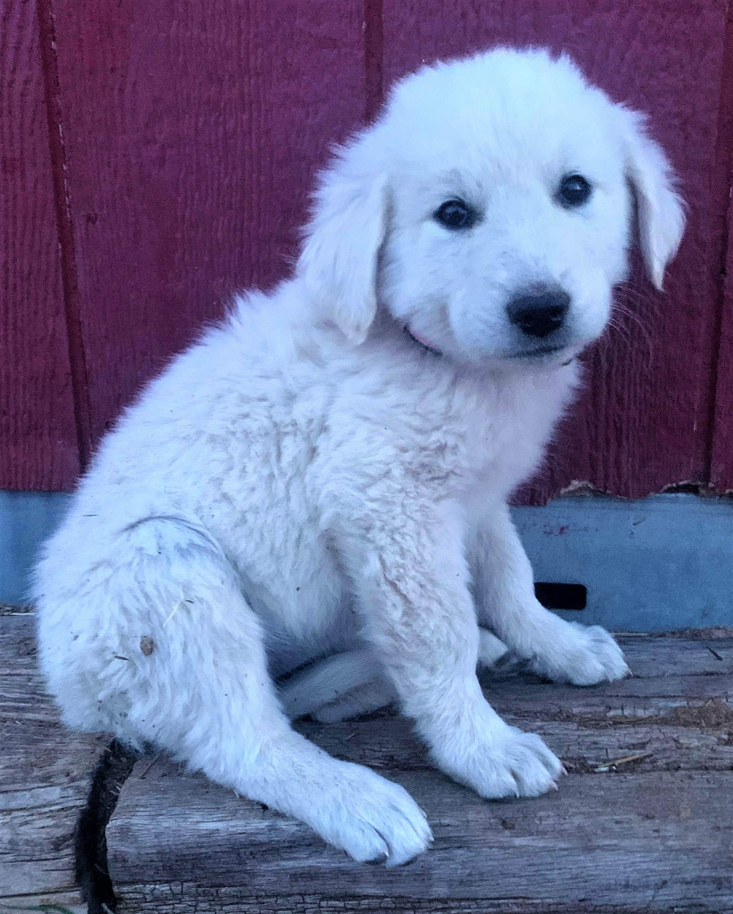 Colorado Mountain Dogs...