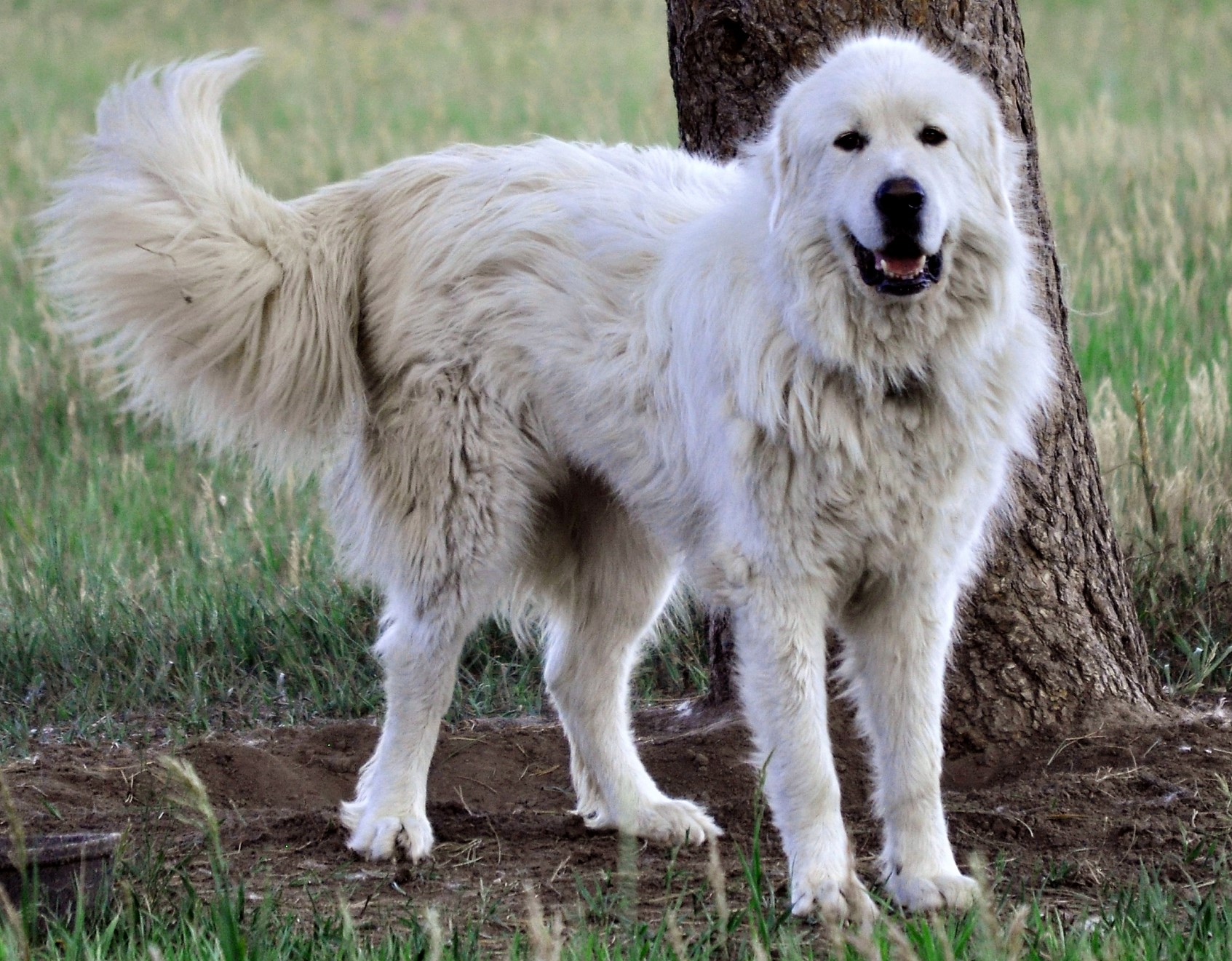 Colorado Mountain Dogs...